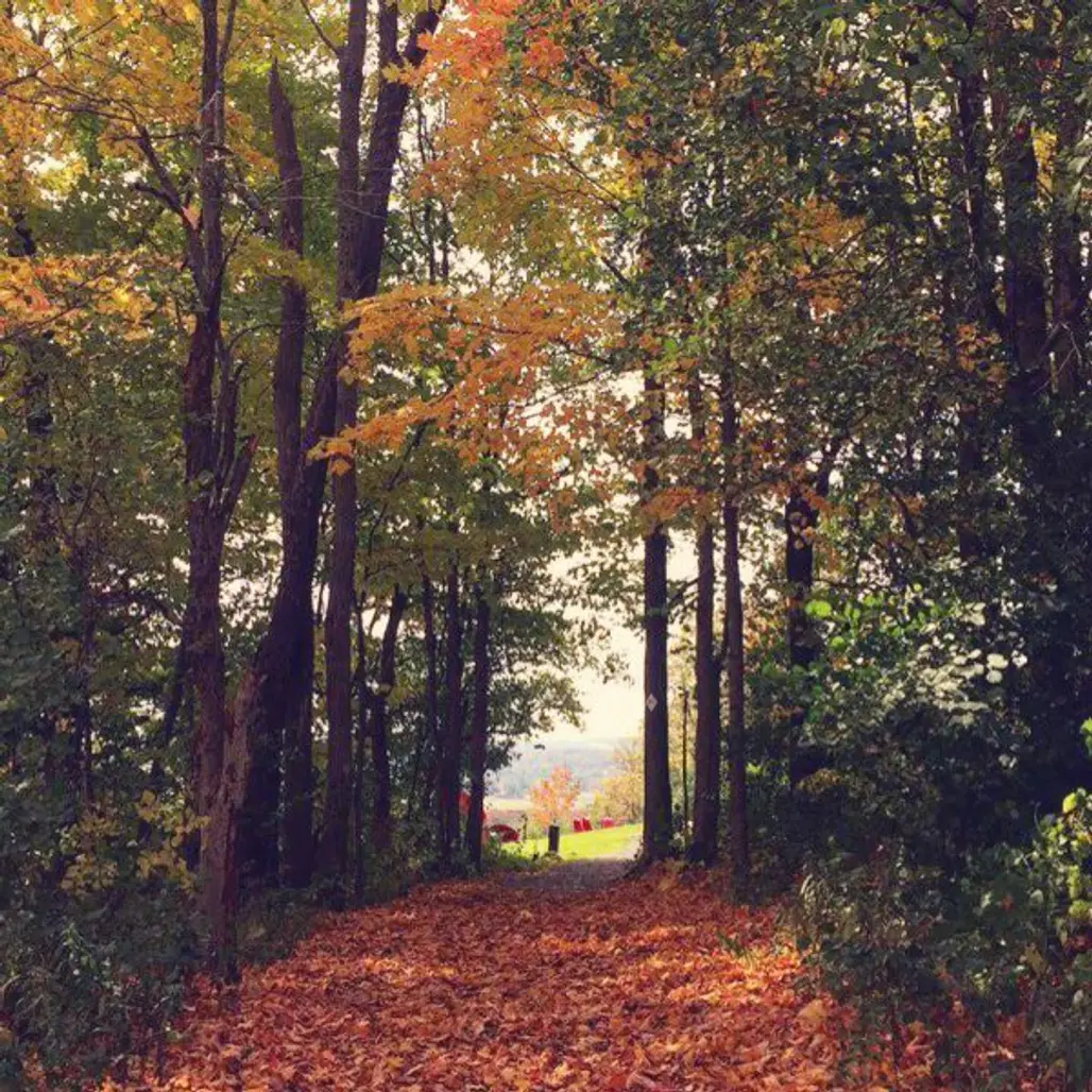 nature, path, woodland, leaf, autumn,