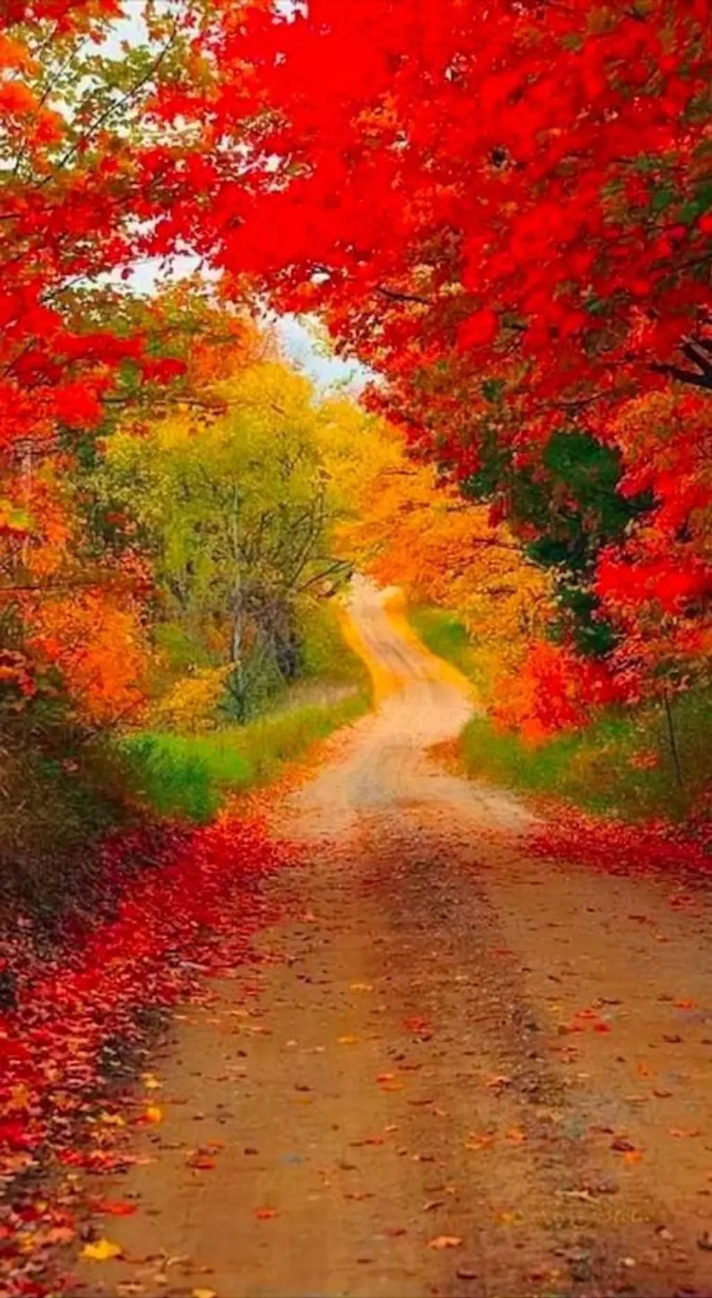 nature, autumn, leaf, vegetation, deciduous,