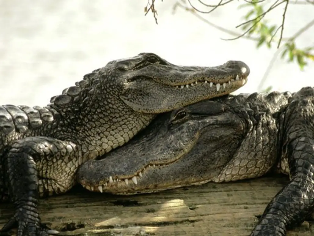 Crocodiles Love Snuggling Too