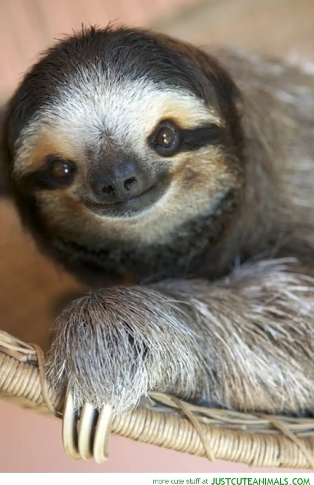 sloth,mammal,vertebrate,fauna,new world monkey,
