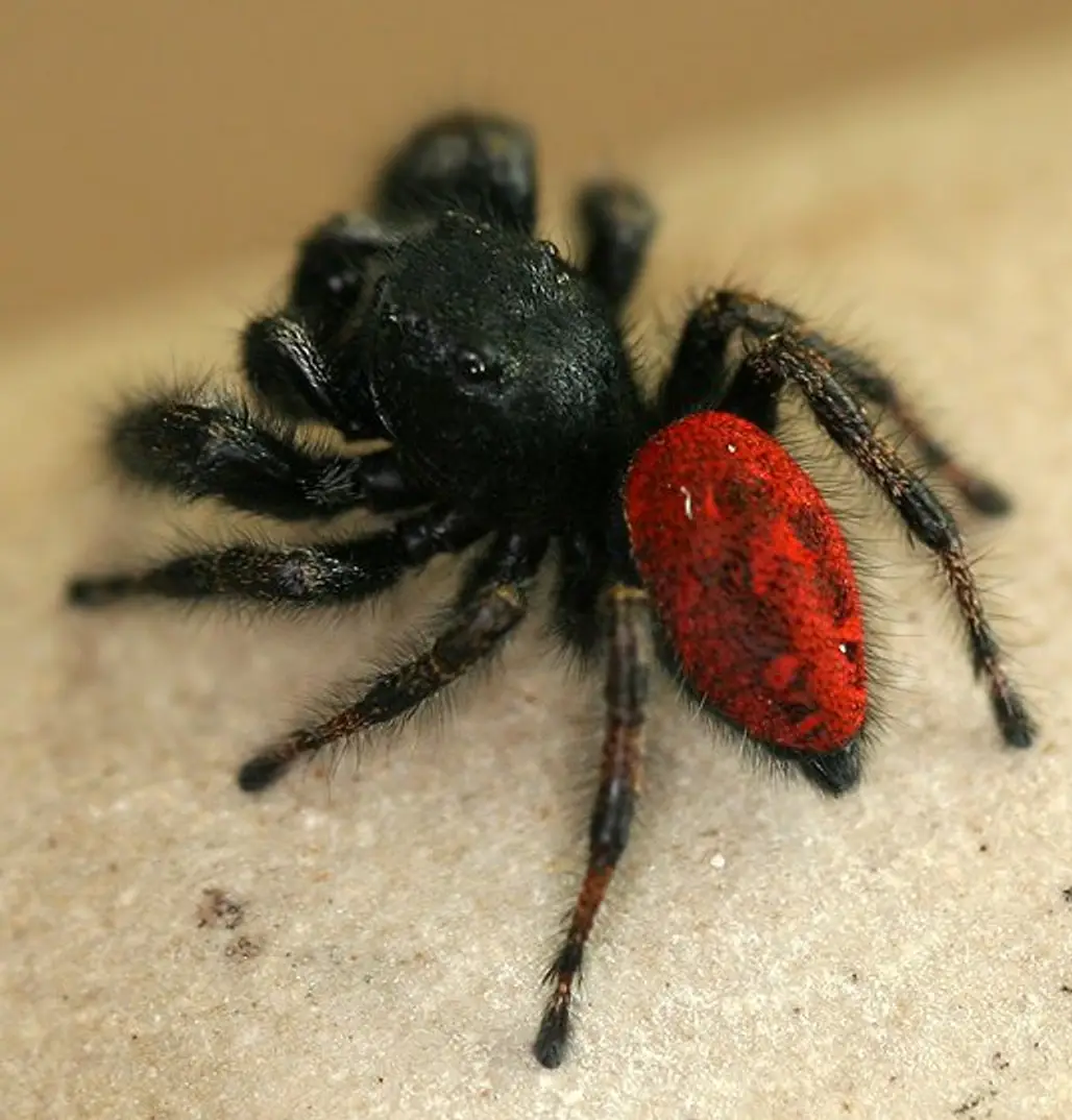 The Red-Backed Jumping Spider