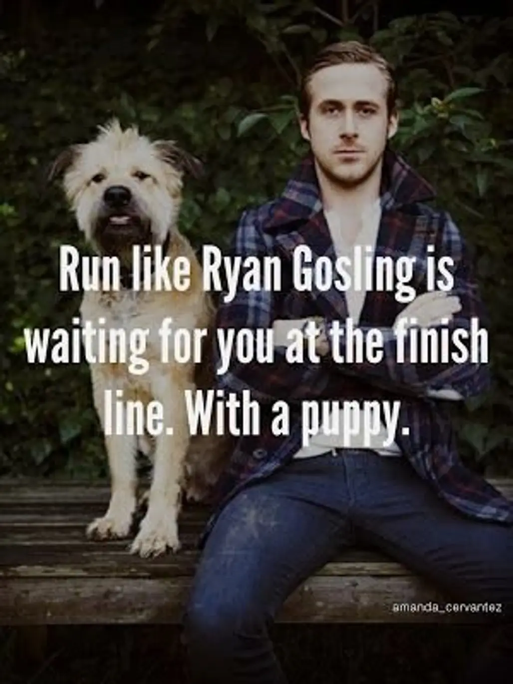 dog like mammal,Runlike,Ryan,Gosling,Twaiting,