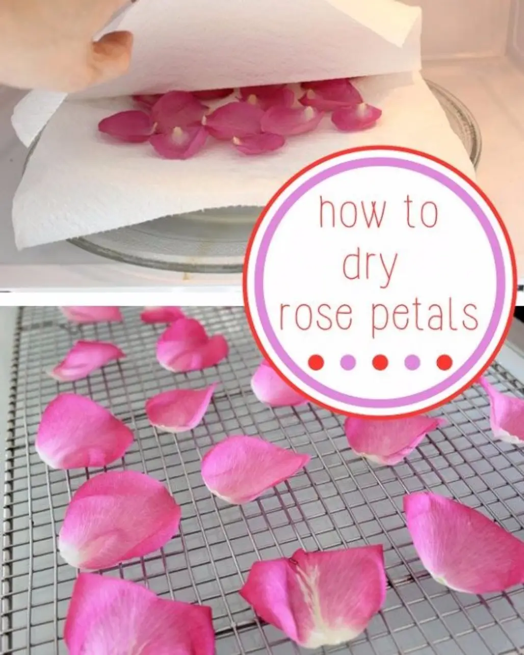 This is the Best Way to Preserve the Beauty and Fragrance of Beautiful Roses
