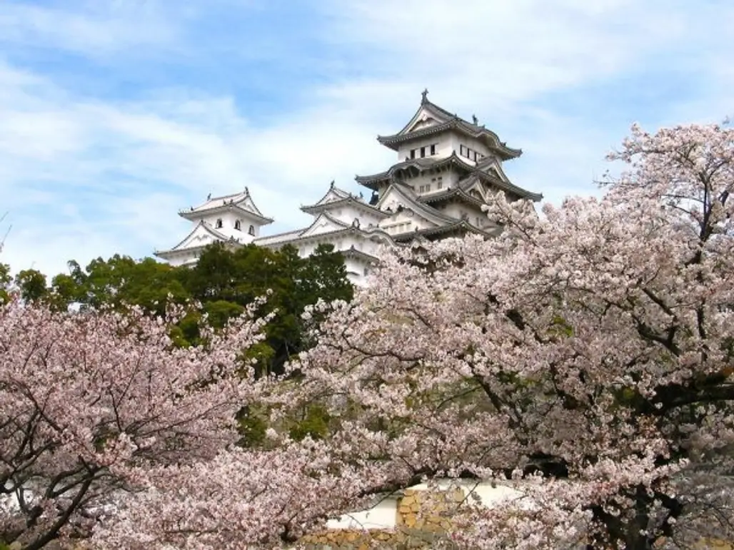 Himeji Castle Cherry Blossom Viewing Festival Himeji, Hyogo Prefecture, Japan