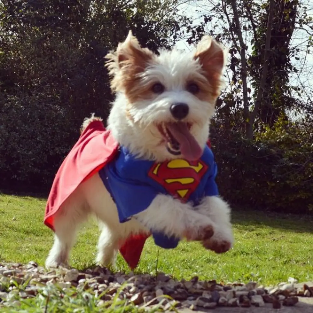 @ginny_jrt is superdoggy!