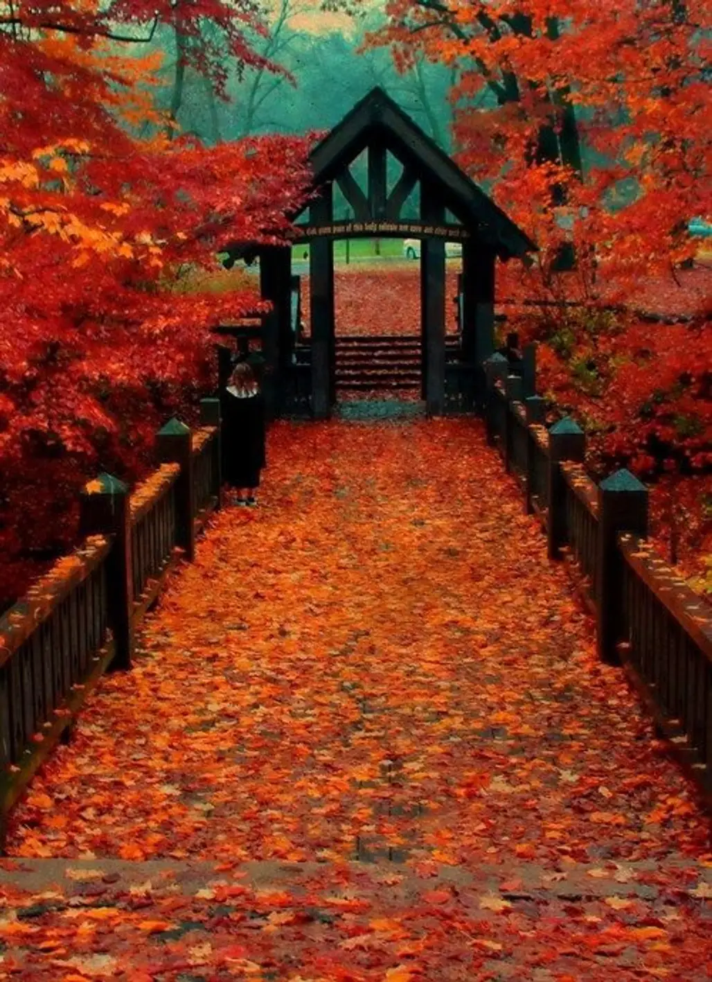 nature, autumn, red, leaf, deciduous,