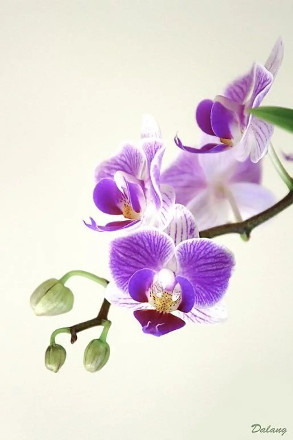 Little Purple Orchids