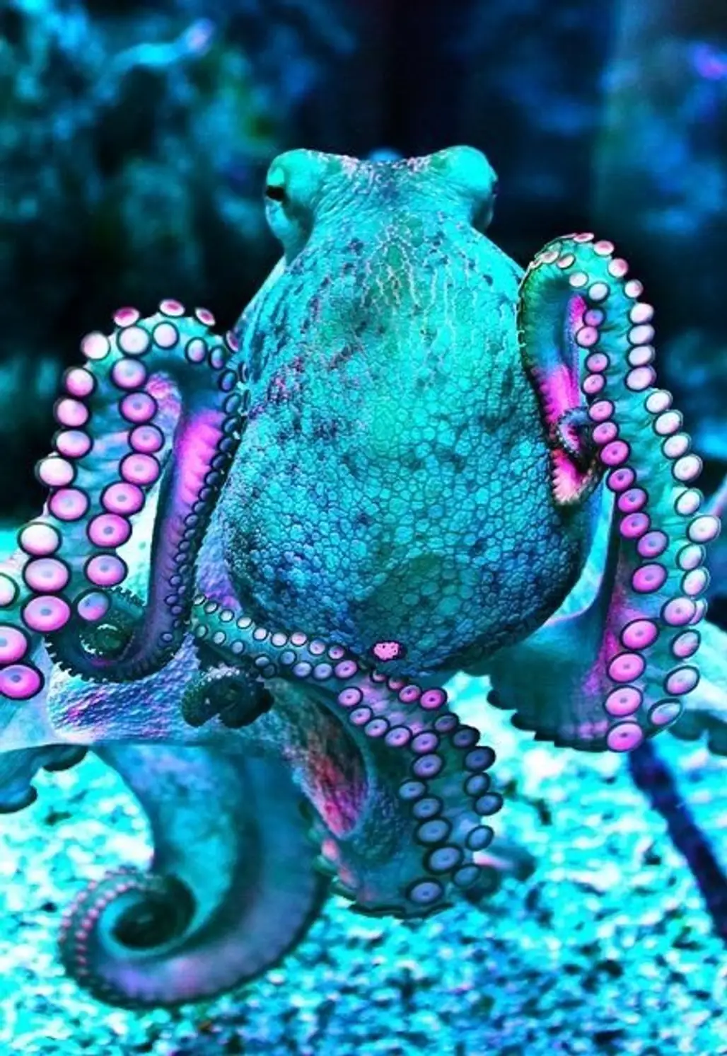 The Mysterious Octopus