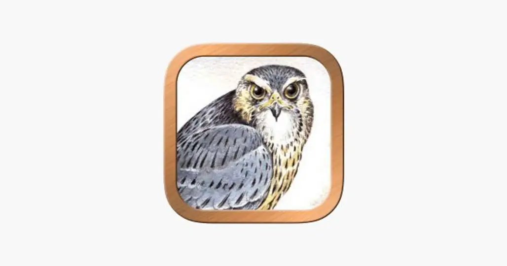 owl, bird of prey, bird, beak, product,