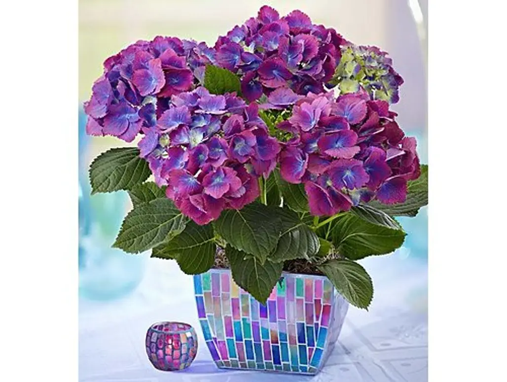 flower,hydrangea,plant,hydrangeaceae,purple,