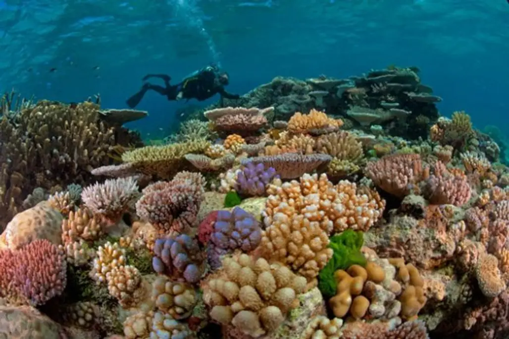 coral reef,habitat,reef,marine biology,coral reef fish,