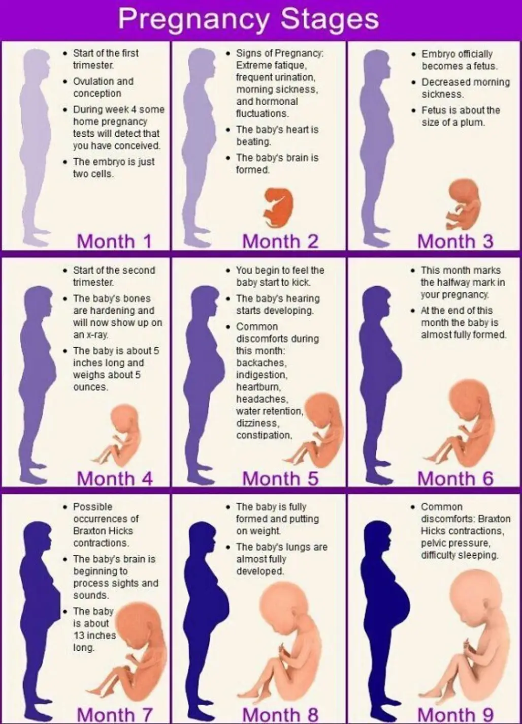 Pregnancy Stages in 9 Months