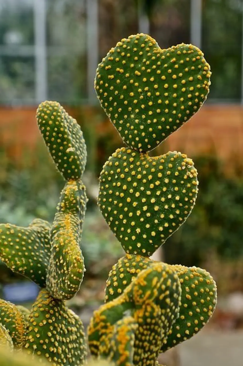 Heart-shaped Cactus