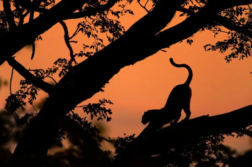 savanna, silhouette, sunset, morning, branch,