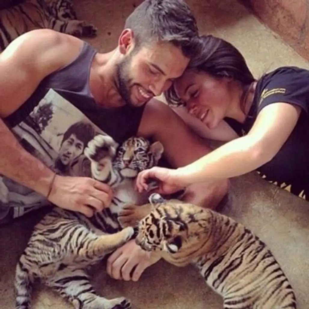 tiger, interaction, chest,