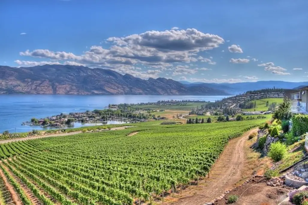 Make Wine in Okanagan Valley, British Columbia