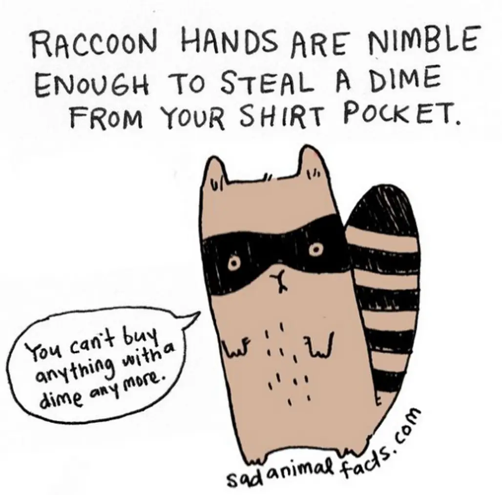 About Raccoons