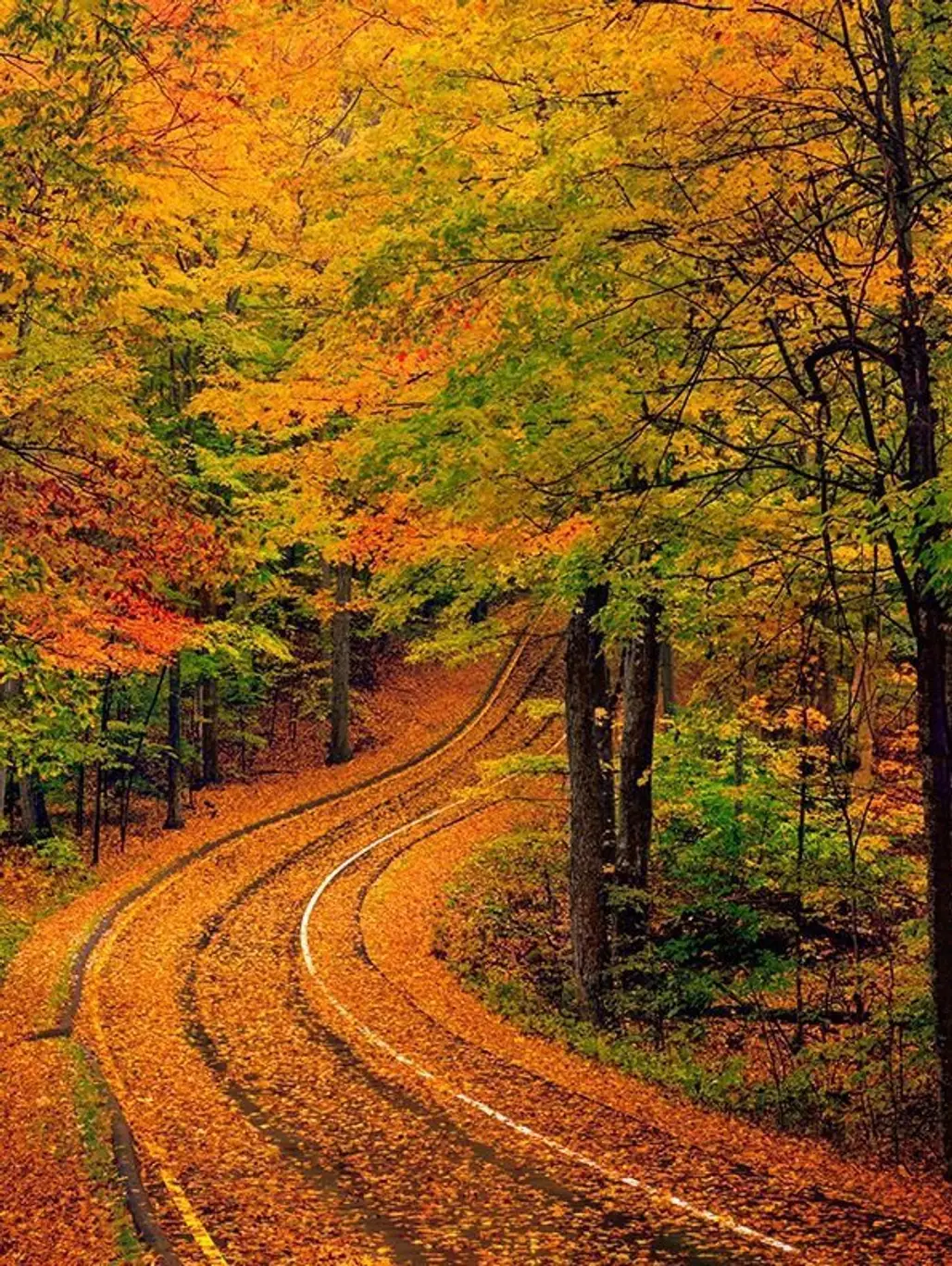 nature, autumn, leaf, woodland, path,