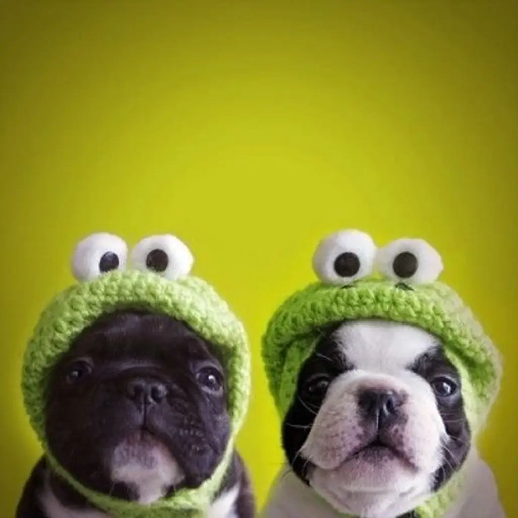 Boston Froggie Doggies