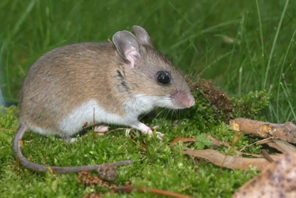 White-Footed Deermouse