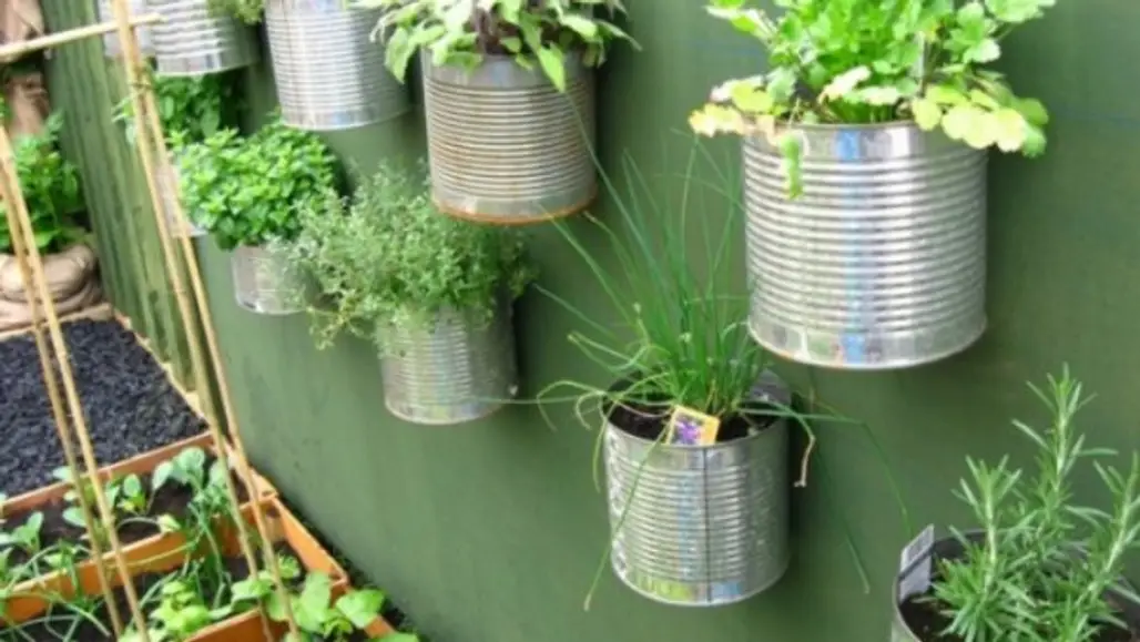 Tin Can Gardening
