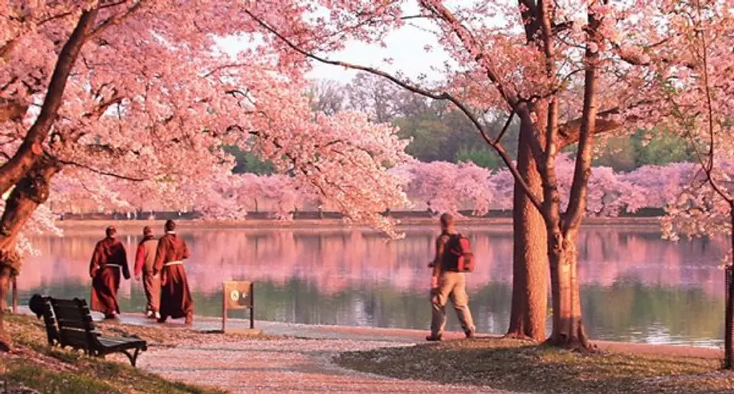 National Cherry Blossom Festival Washington D.C., USA