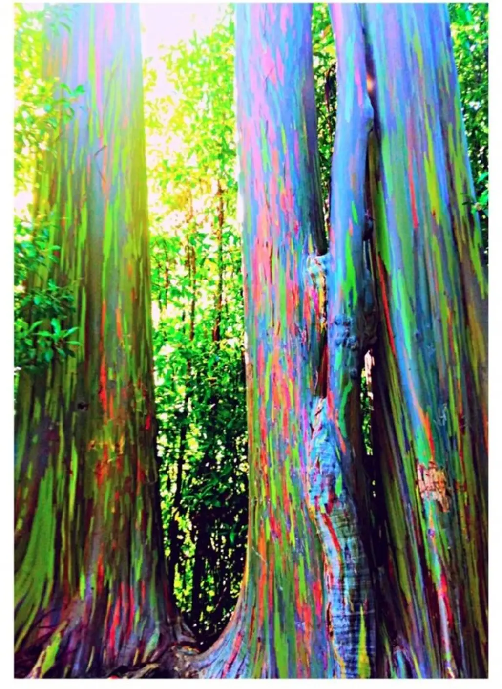 Rainbow Eucalyptus Maui