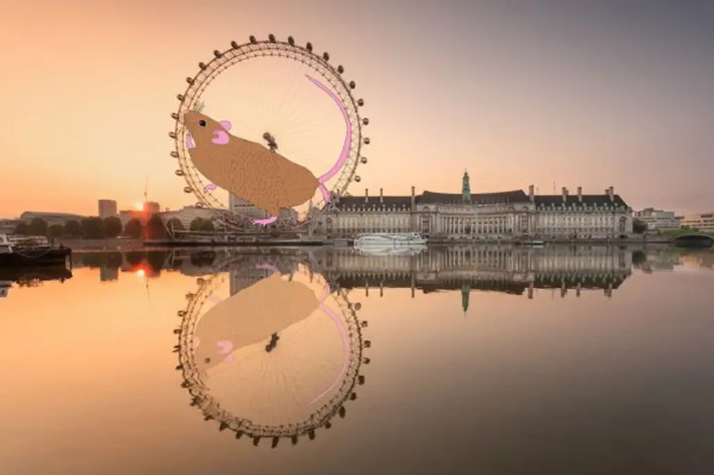 London Eye, reflection, ferris wheel, morning, evening,