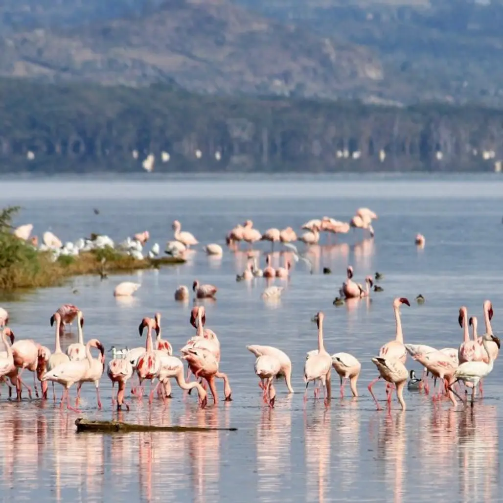 Flamingo, Bird, Greater flamingo, Water bird, Beak,