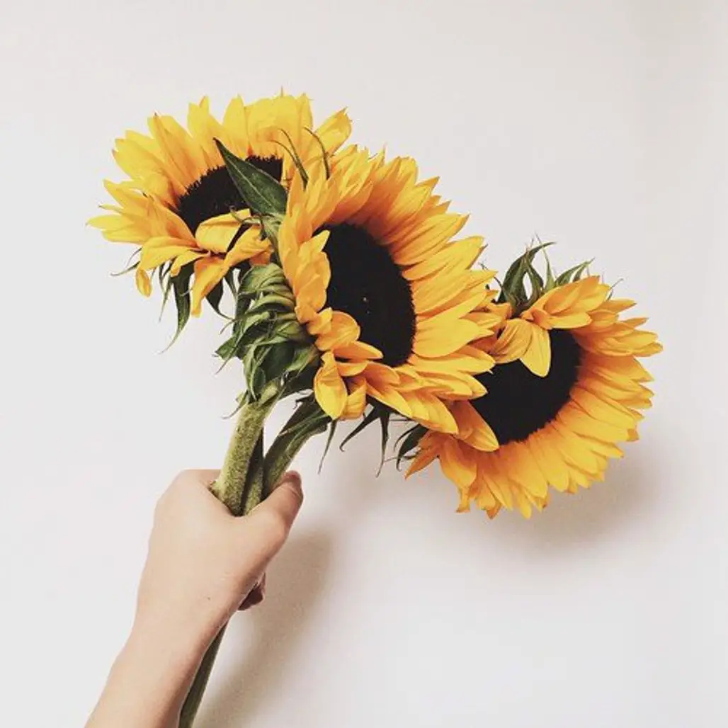 flower, sunflower, yellow, flowering plant, flower bouquet,