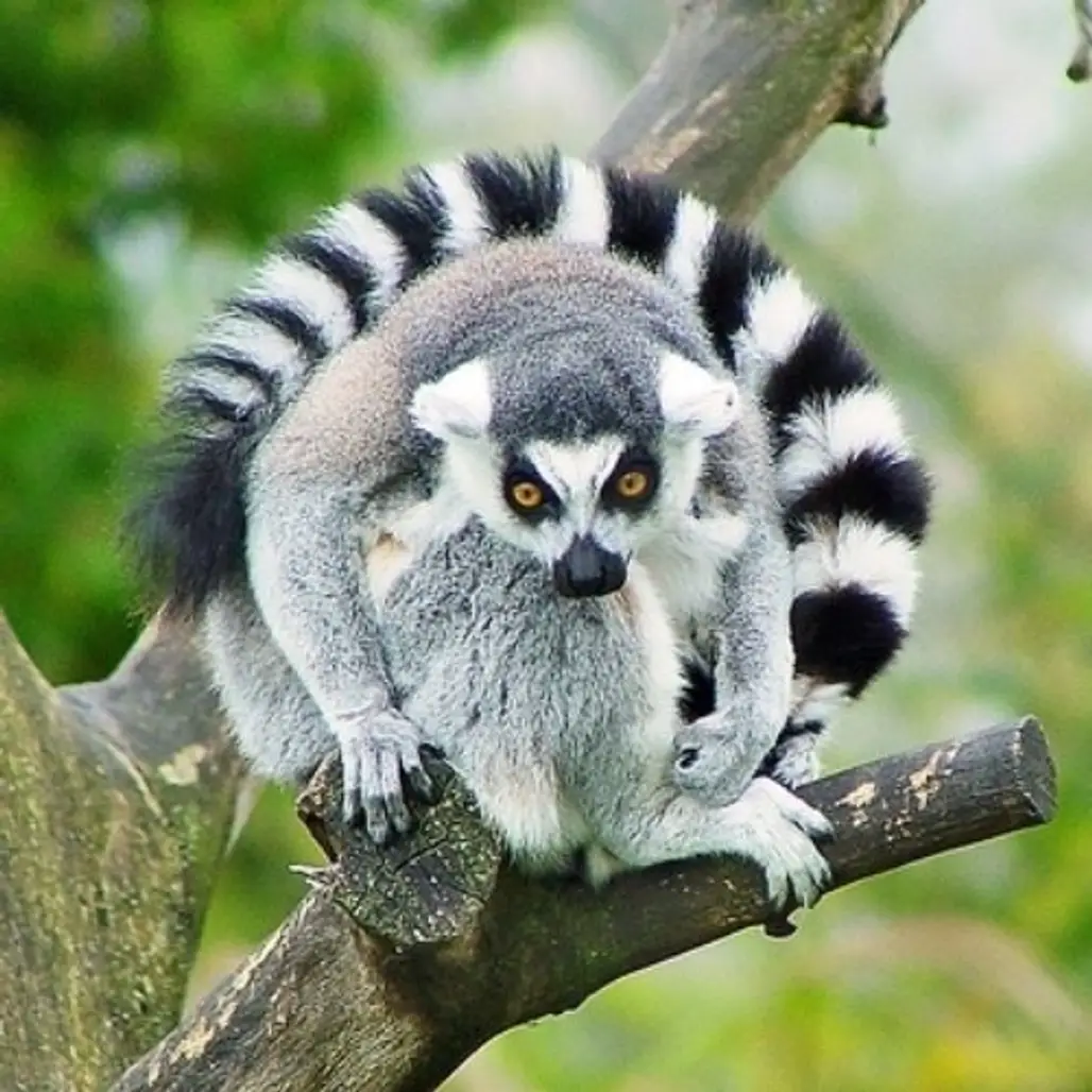Kirstie Alley - Lemurs