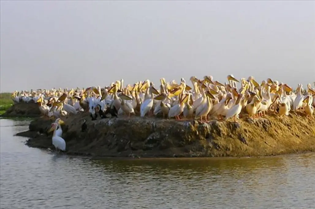 Djoudj National Bird Sanctuary, Senegal
