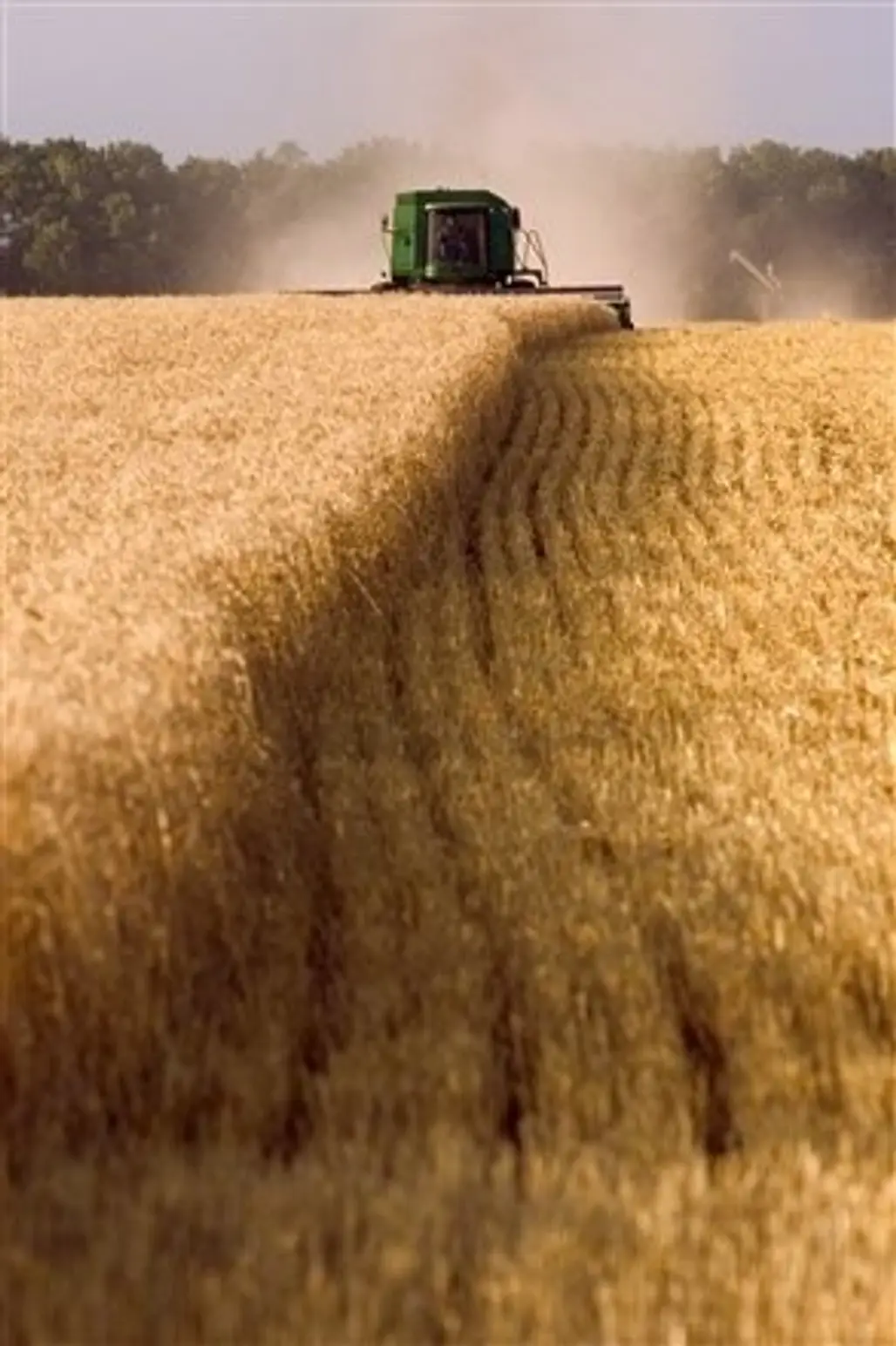 Harvesting a Wheat Field in South Dakota