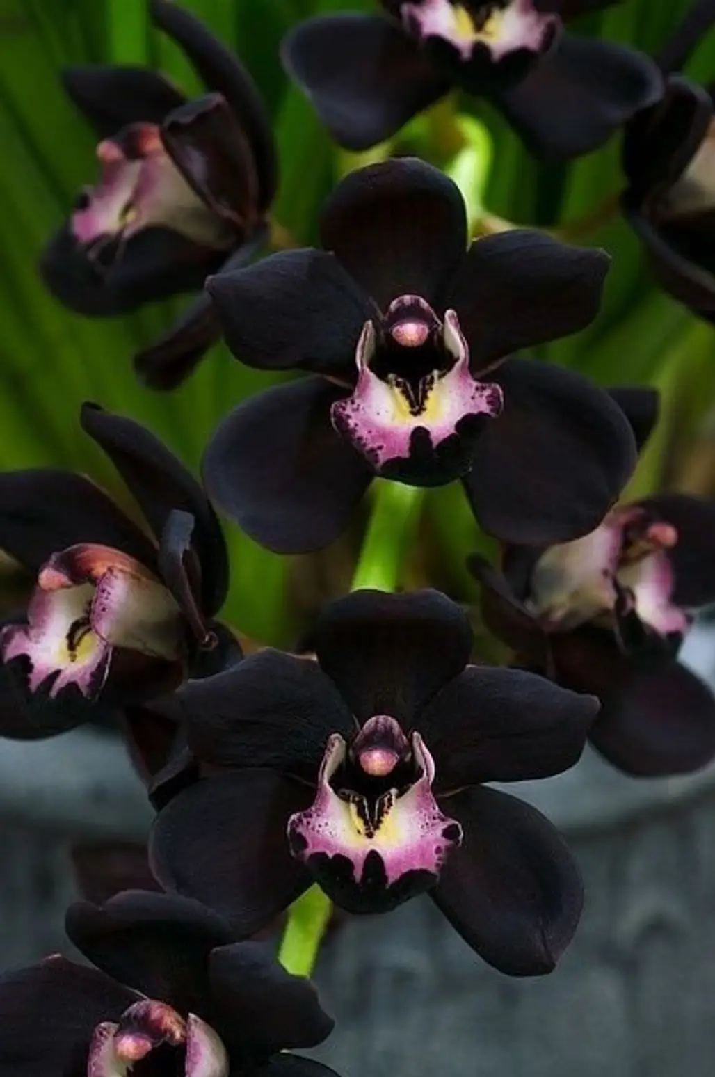 Black Orchids
