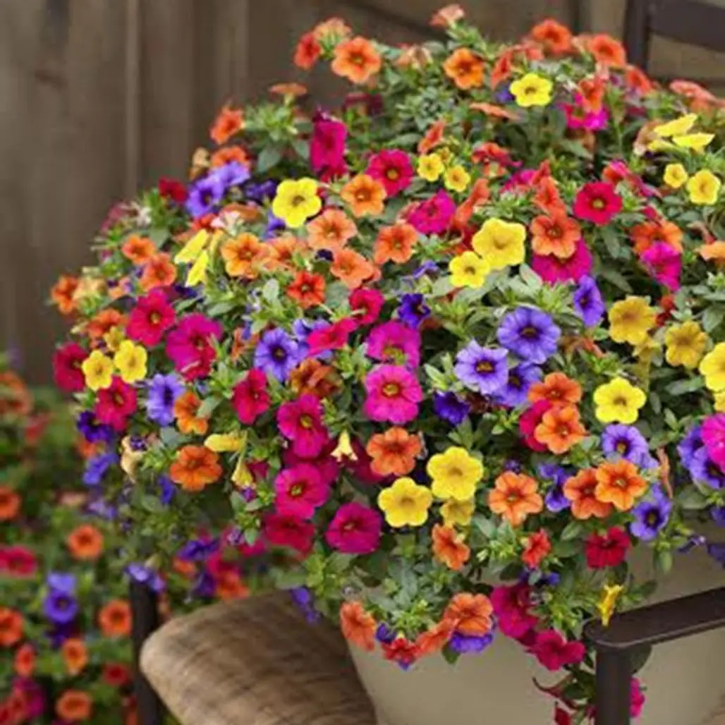 flower,plant,flower arranging,violet family,floristry,