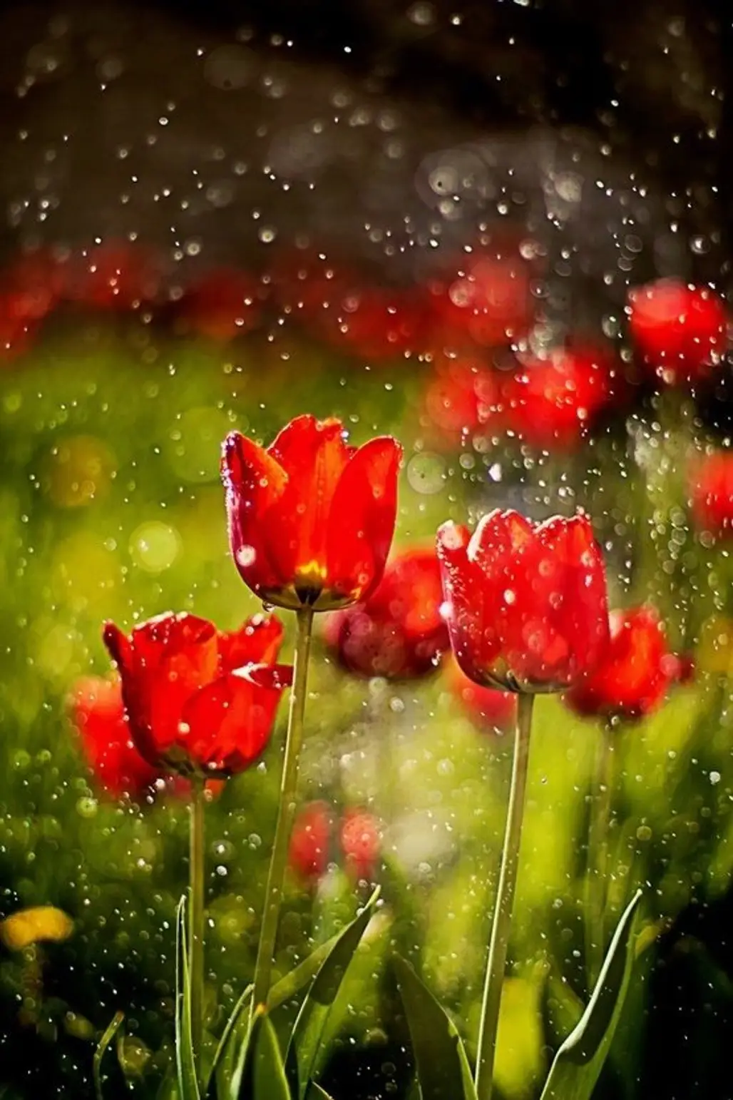 Tulips in the Rain
