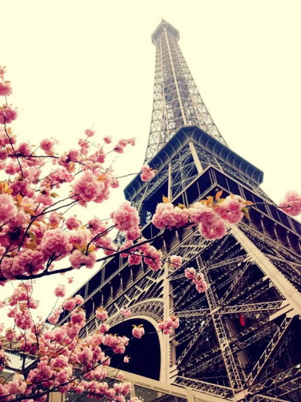 Eiffel Tower,landmark,amusement park,flower,park,