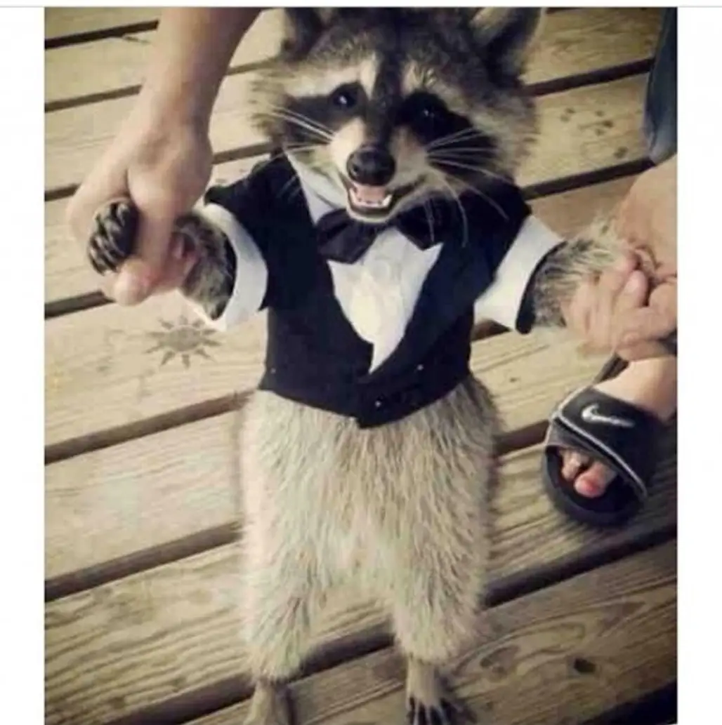 Omg It's a Raccoon in a Tuxedo!