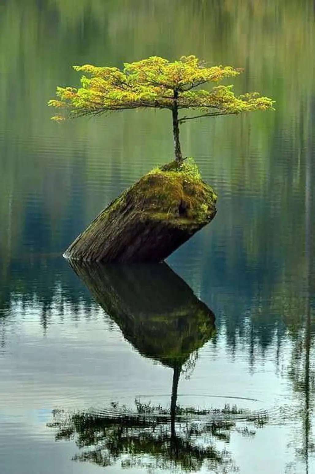 reflection,habitat,nature,tree,water,