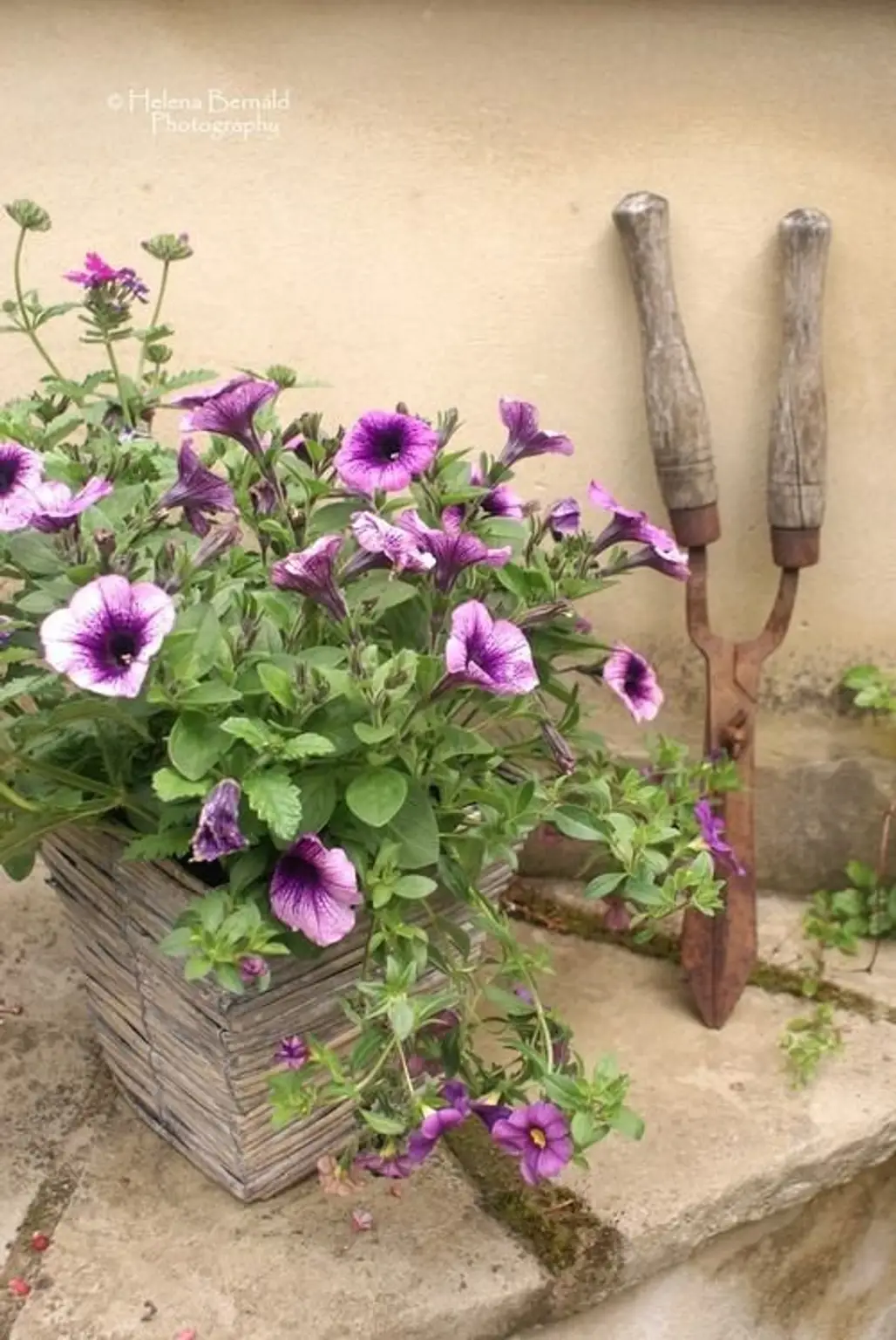Petunias in All Shades of the Rainbow