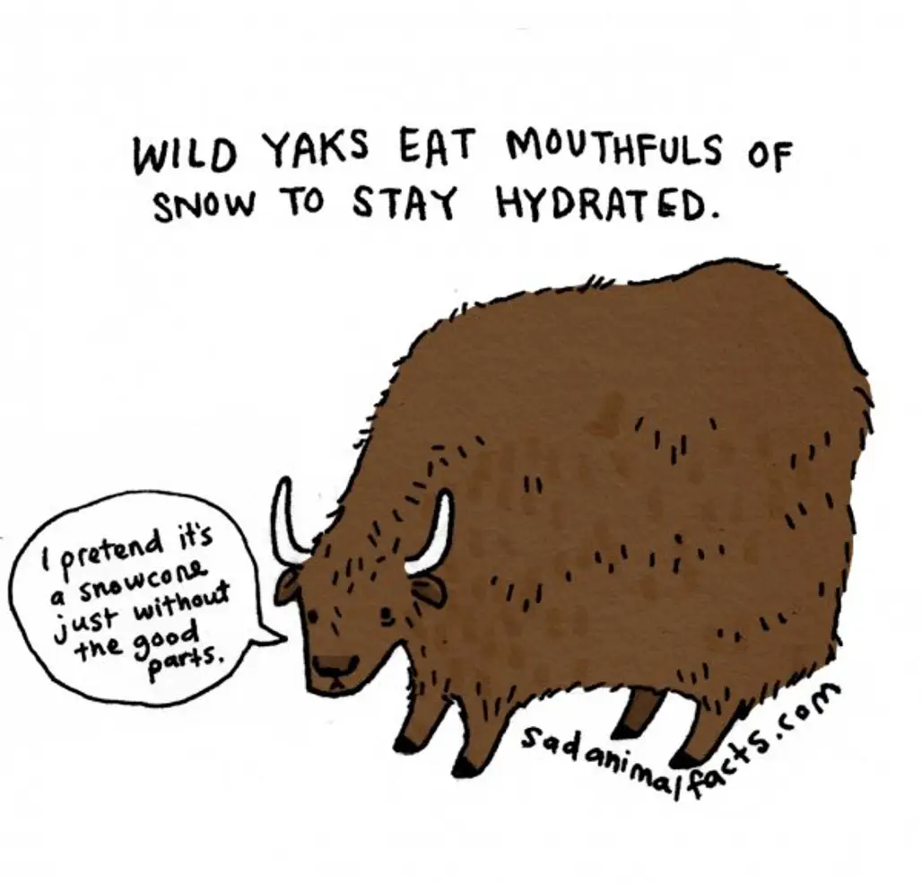 About Yaks