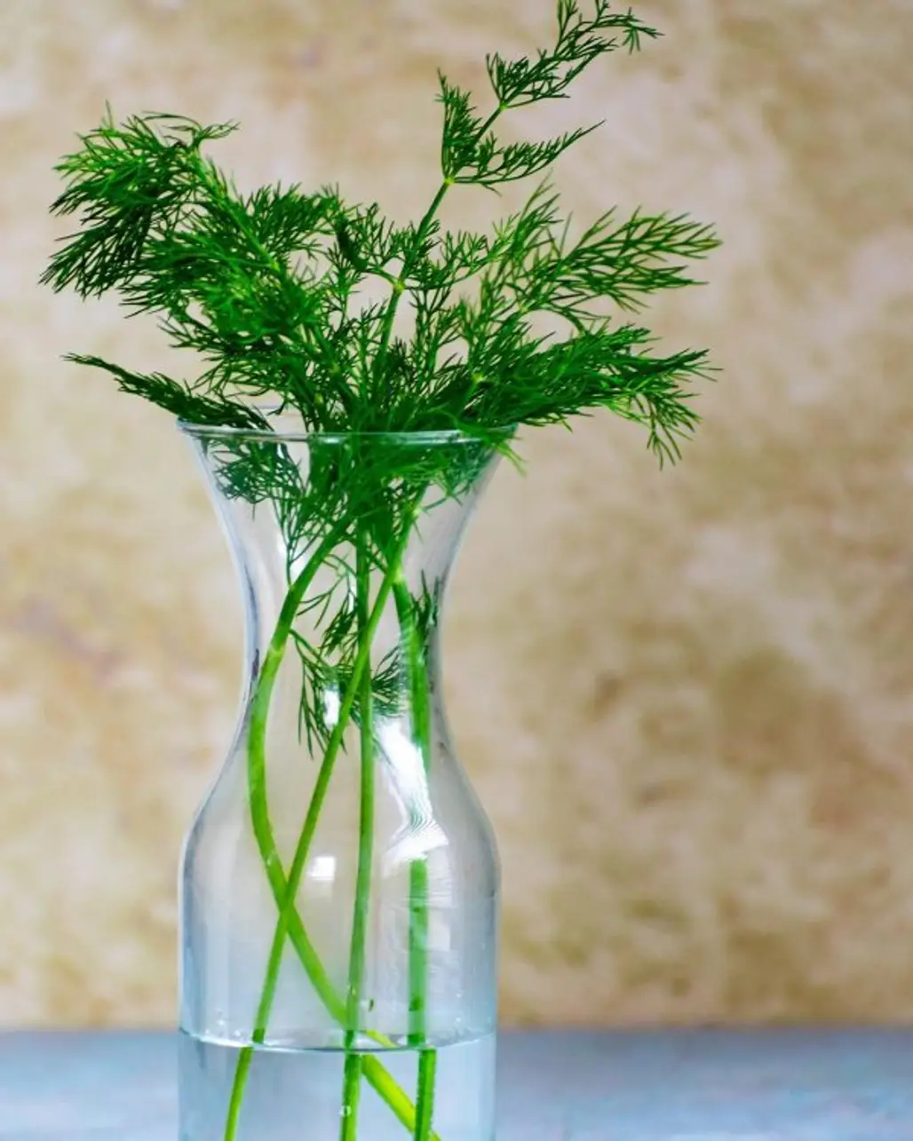flowerpot, herb, vase, plant, fennel,