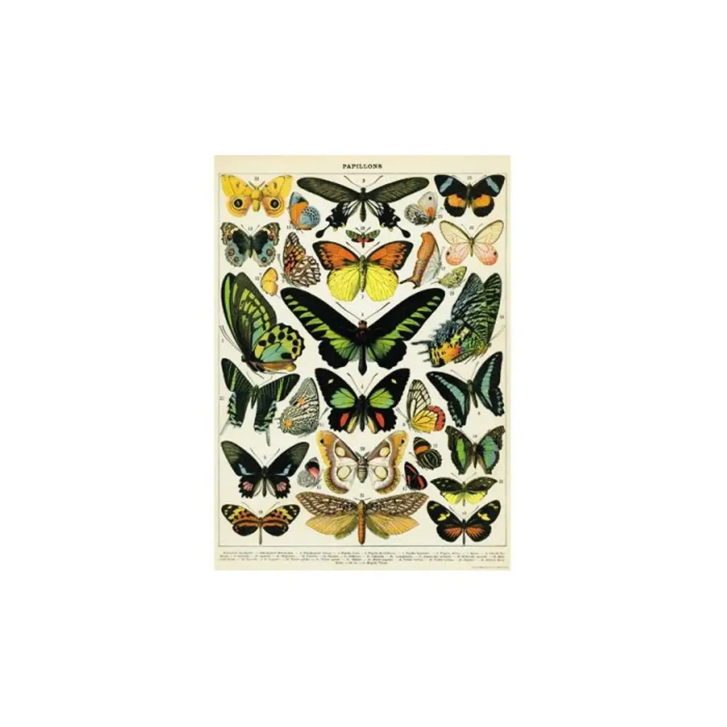 (20x28) Natural History Butterflies Decorative Decoupage Vintage Style Paper Poster Print