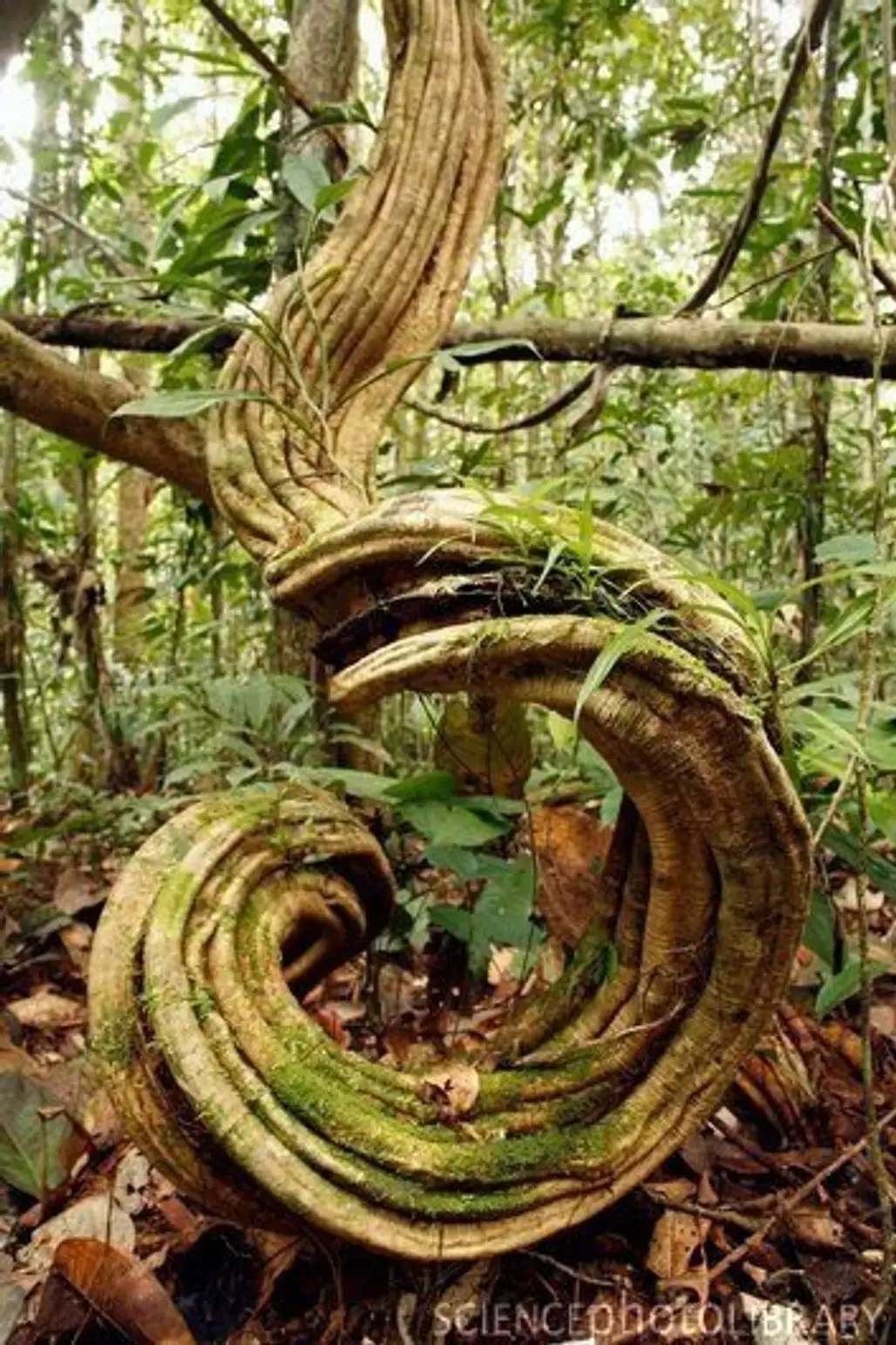 Rainforest Undergrowth