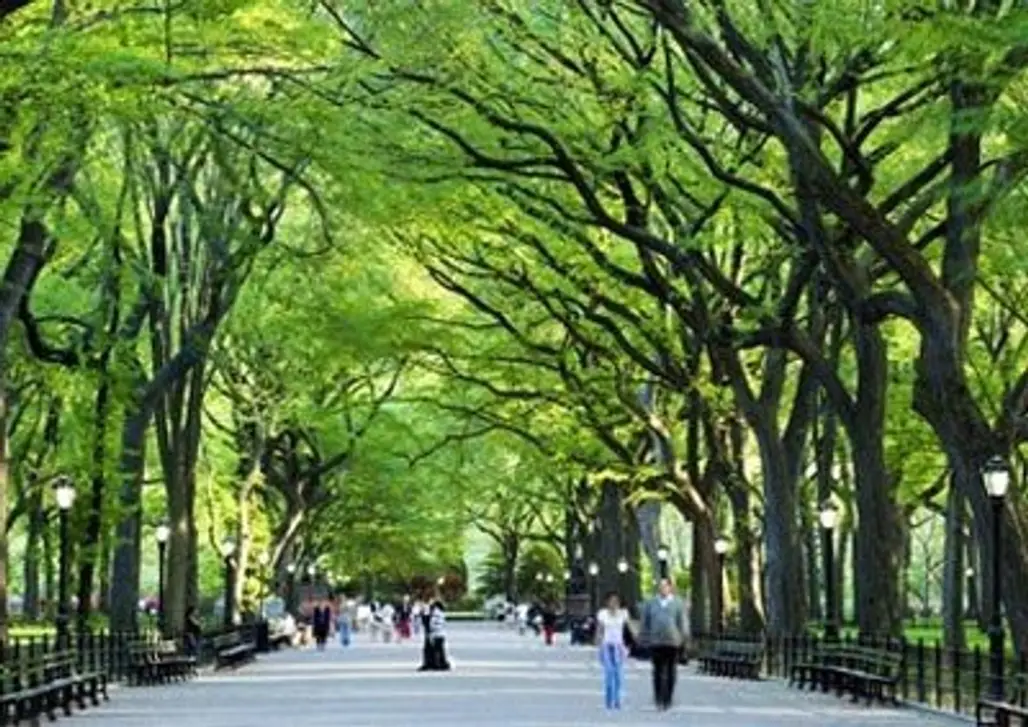 Central Park Greenery