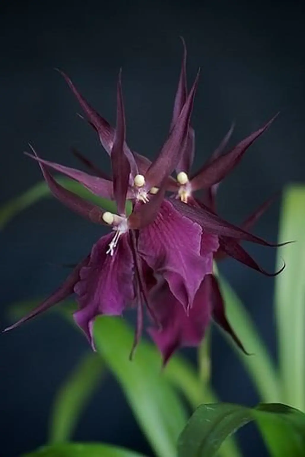 Dark Purple Orchid