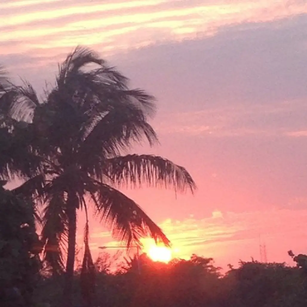 Sky, Tree, Sunset, Palm tree, Afterglow,