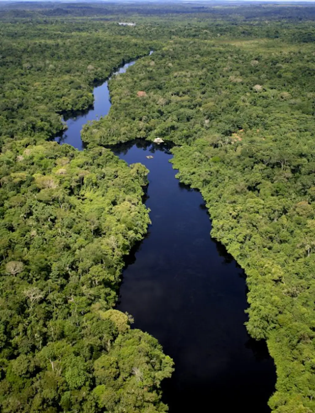 Amazon River and Rainforest, Brazil