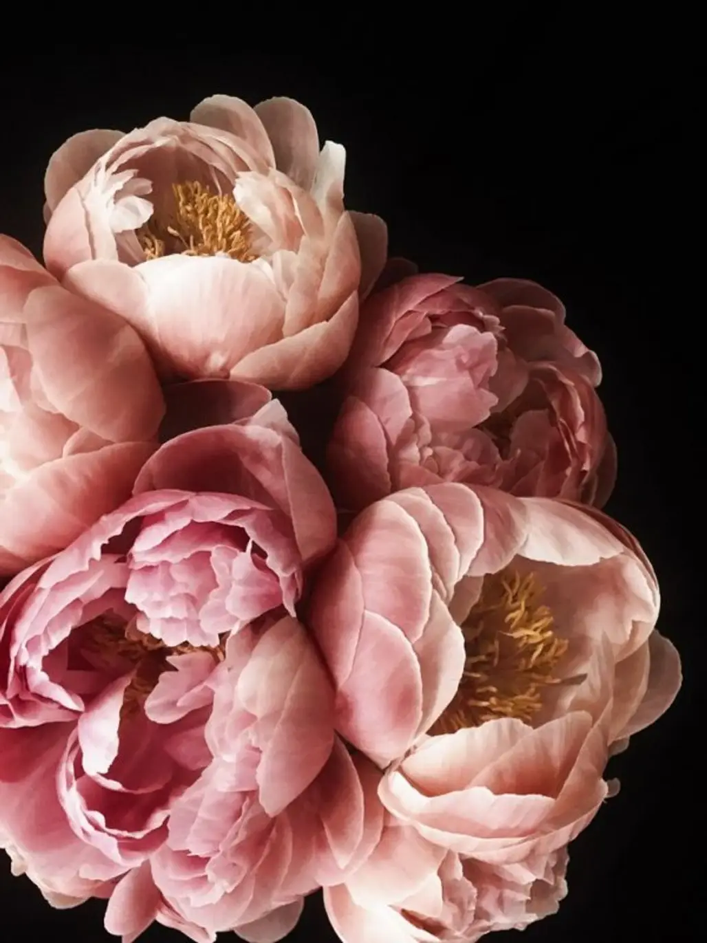 Pink, Flower, Petal, Peony, Rosa × centifolia,
