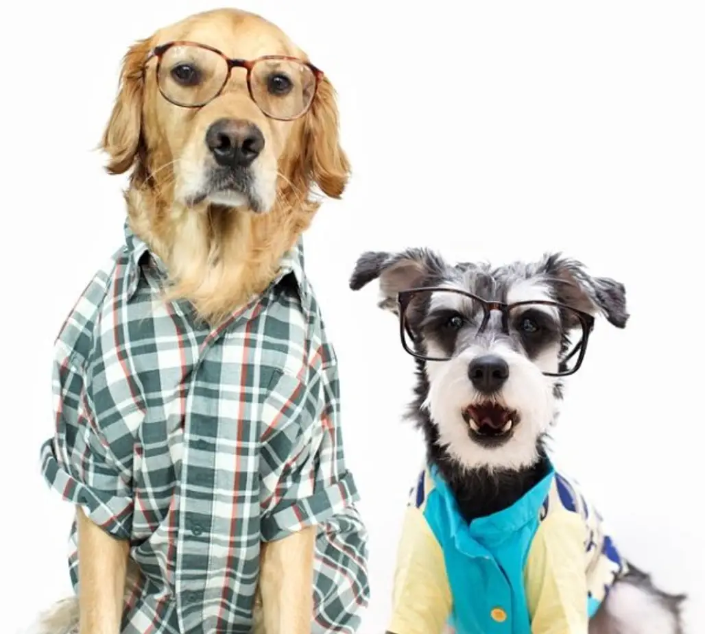 @remixthedog and his friend are hipsters!